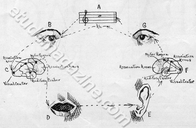 Action Diagram