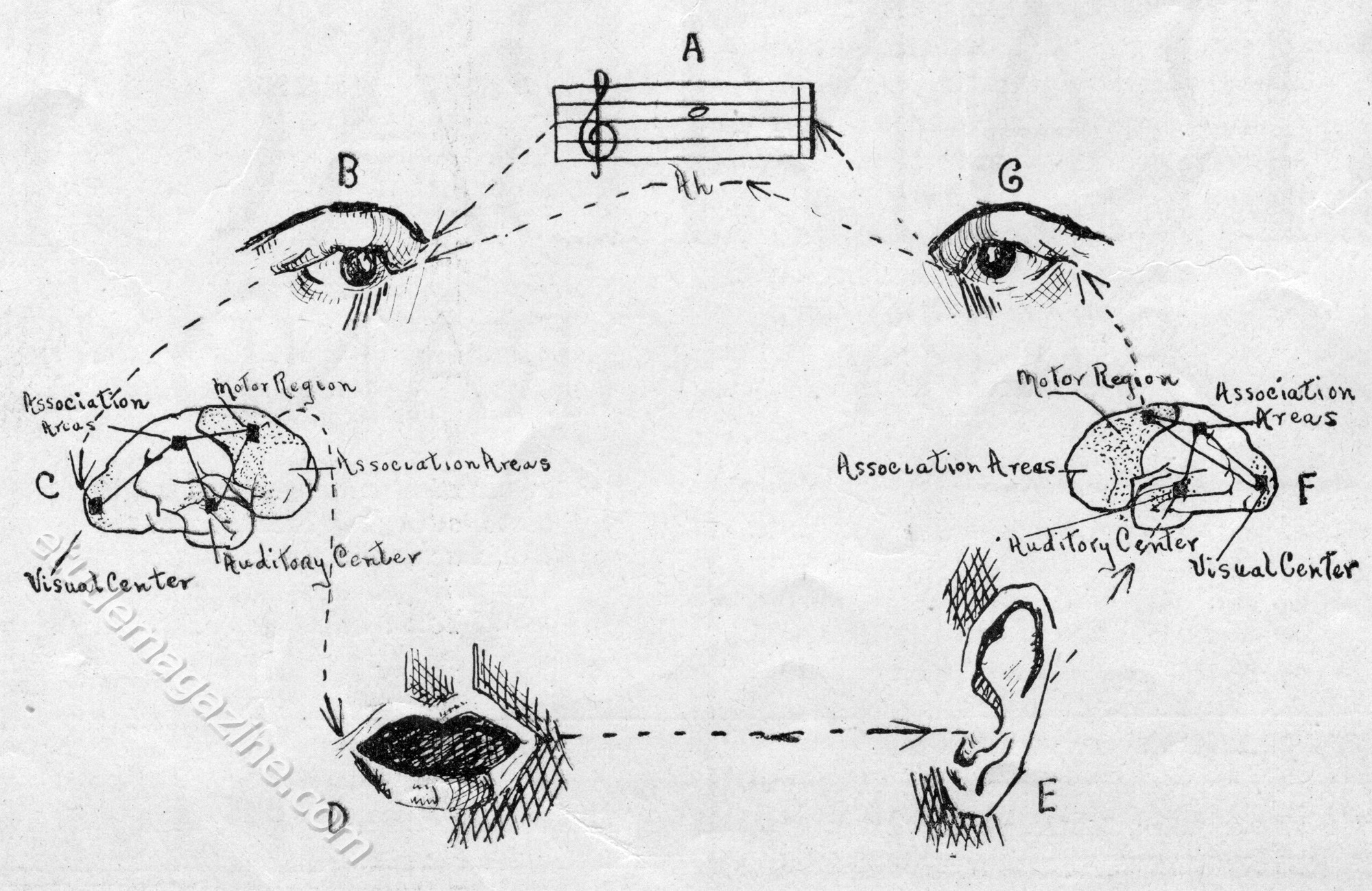 Action Diagram